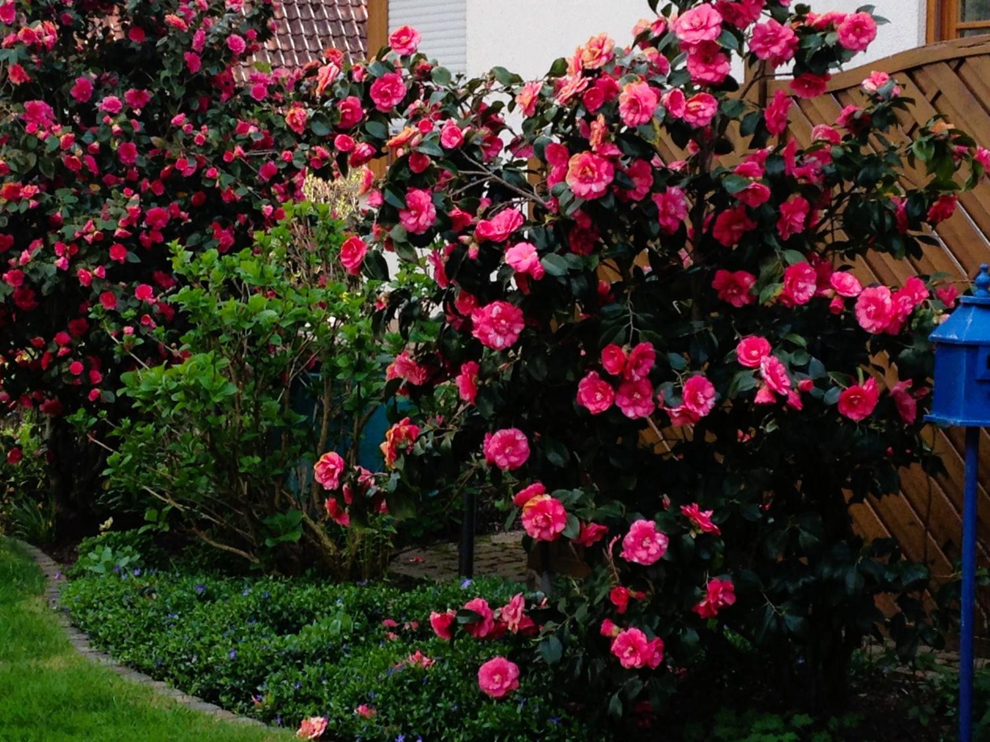 Apartment Im Garten Gengenbach Kültér fotó